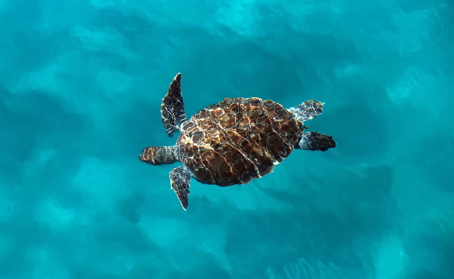 whatsapp image 2026 02 19 at 11.35.46 am